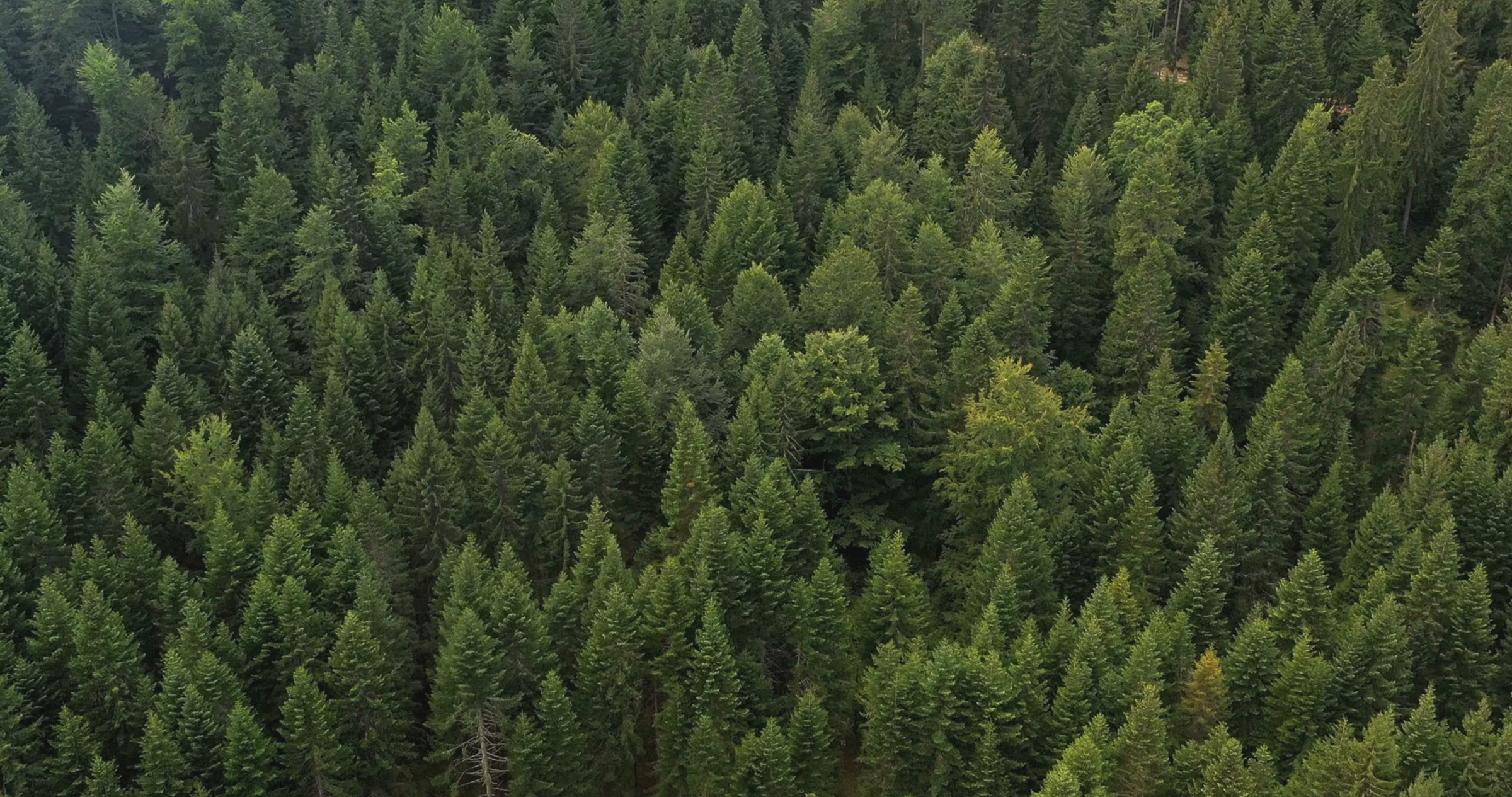 Sitka Naturals Vancouver
